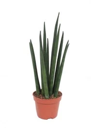 Vrouwentong (Sansevieria Bacularis 'Mikado') D 6 H 20 Cm