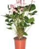 Flamingoplant (Anthurium Andreanum 'Amalia Elegance') D 21 H 70 Cm -Groene Tuin Winkel 8717263645153 1