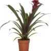 Guzmania (Guzmania 'Fransesca') D 12 H 35 Cm -Groene Tuin Winkel 8717263645719