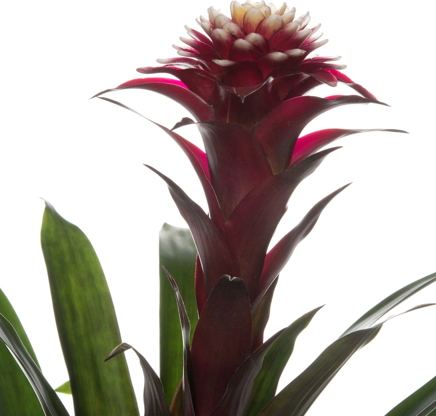 Guzmania (Guzmania 'Fransesca') D 12 H 35 Cm 4 Guzmania (Guzmania 'Fransesca') D 12 H 35 Cm - Afbeelding 2