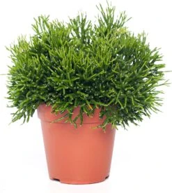 Koraalcactus (Hatiora Salicornioides) D 12 H 25 Cm