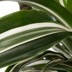 Drakenbloedboom (Dracaena Fragrans (D) 'Jade Jewel') D 21 H 95 Cm -Groene Tuin Winkel 8717263647027 1