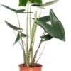 Olifantsoor (Alocasia Zebrina) D 24 H 90 Cm -Groene Tuin Winkel 8717263647195 1 2 1