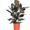 Rubberboom (Ficus Elastica 'Abidjan') D 24 H 85 Cm 2 Rubberboom (Ficus Elastica 'Abidjan') D 24 H 85 Cm -Groene Tuin Winkel 8717263647607