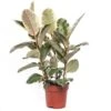 Rubberboom (Ficus Elastica 'Tineke') D 24 H 85 Cm -Groene Tuin Winkel 8717263647614