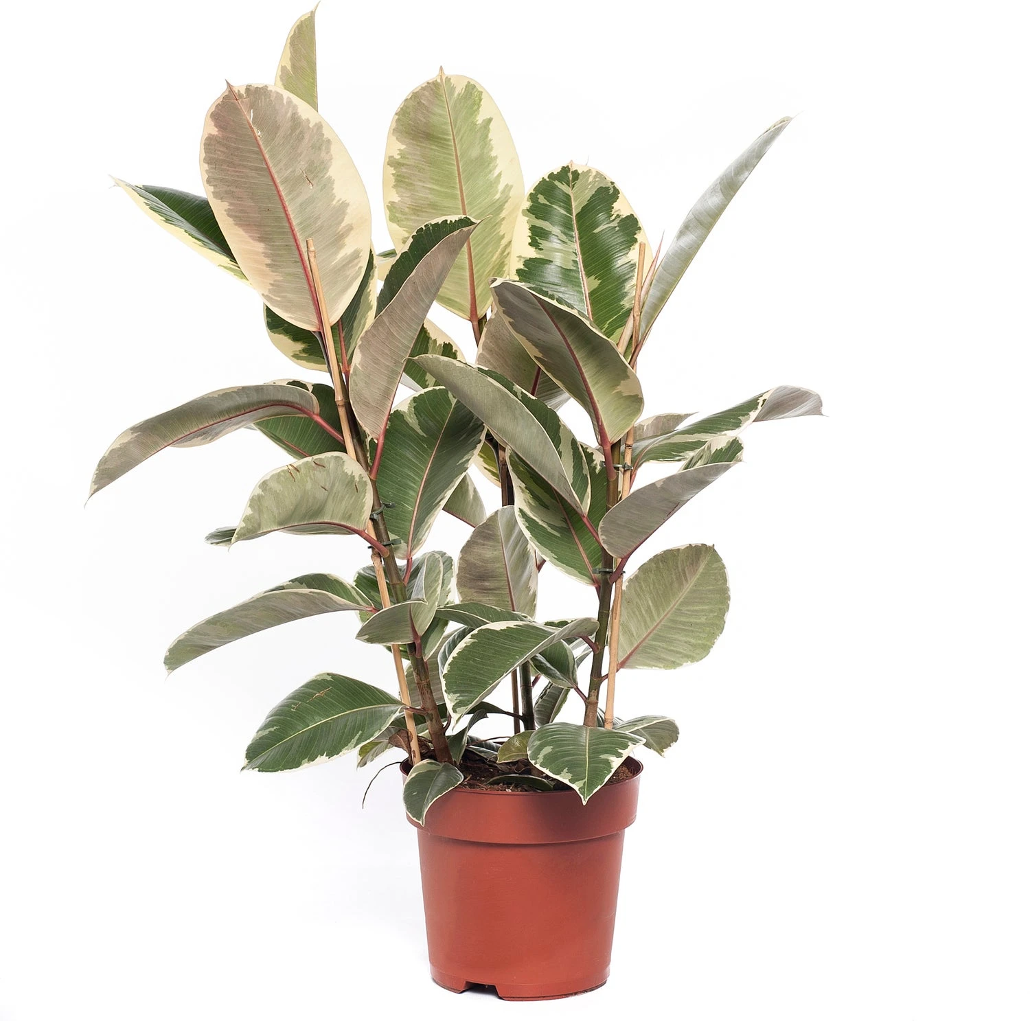Rubberboom (Ficus Elastica 'Tineke') D 24 H 85 Cm 3 Rubberboom (Ficus Elastica 'Tineke') D 24 H 85 Cm