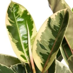 Rubberboom (Ficus Elastica 'Tineke') D 24 H 85 Cm 7 Rubberboom (Ficus Elastica 'Tineke') D 24 H 85 Cm -Groene Tuin Winkel 8717263647614 2 1