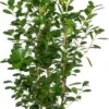 Vijgenboom (Ficus Microcarpa 'Moclame') D 24 H 85 Cm 2 Vijgenboom (Ficus Microcarpa 'Moclame') D 24 H 85 Cm -Groene Tuin Winkel 8717263647621