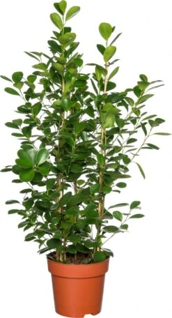 Vijgenboom (Ficus Microcarpa 'Moclame') D 24 H 85 Cm