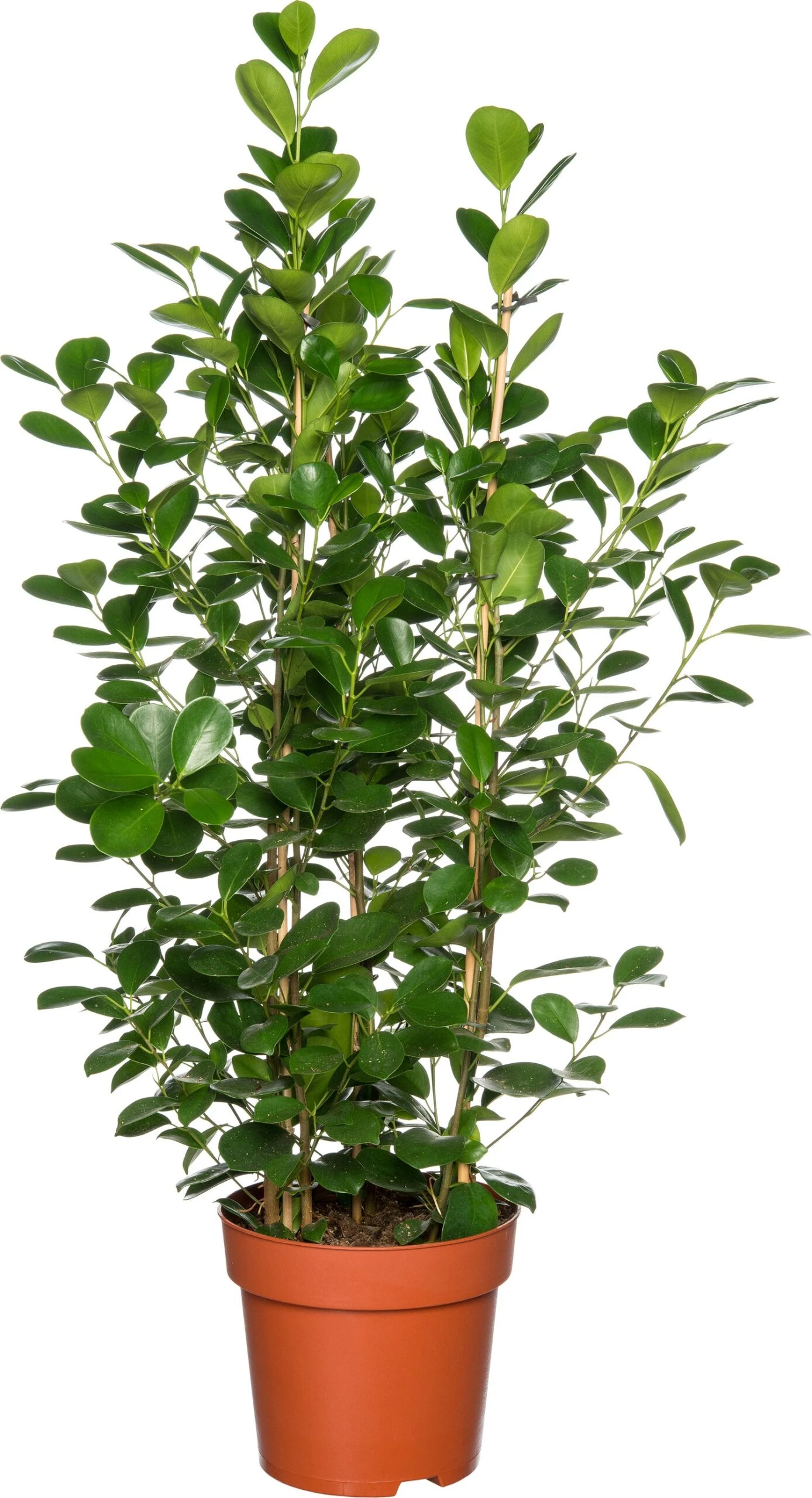 Vijgenboom (Ficus Microcarpa 'Moclame') D 24 H 85 Cm 3 Vijgenboom (Ficus Microcarpa 'Moclame') D 24 H 85 Cm