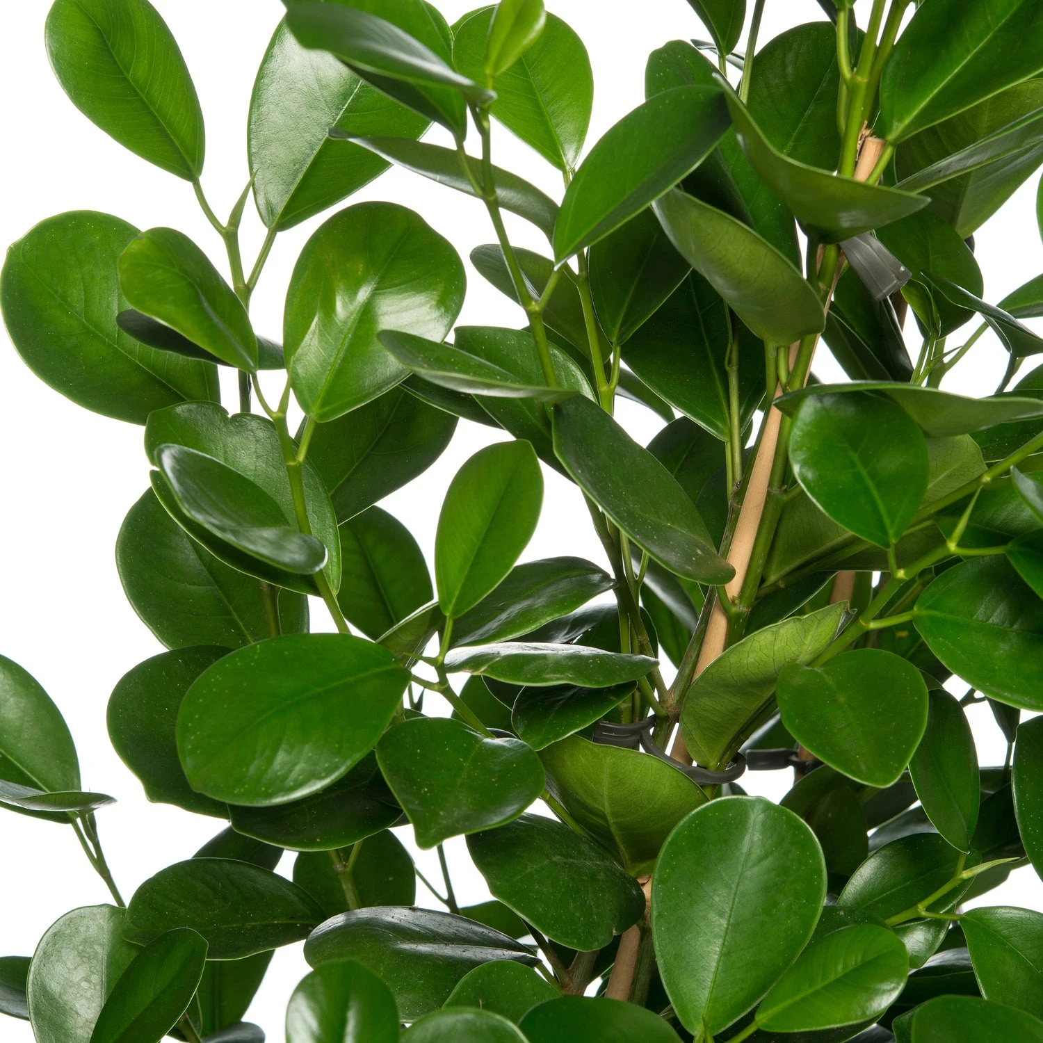 Vijgenboom (Ficus Microcarpa 'Moclame') D 24 H 90 Cm 4 Vijgenboom (Ficus Microcarpa 'Moclame') D 24 H 90 Cm - Afbeelding 2