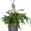 Kangoeroevaren In Hangpot (Microsorum Diversifolium) D 18 H 30 Cm 1 Kangoeroevaren In Hangpot (Microsorum Diversifolium) D 18 H 30 Cm -Groene Tuin Winkel 8717263648031 0