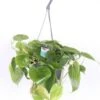 Philodendron In Hangpot (Philodendron Scandens) D 17 H 35 Cm