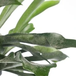 Hertshoornvaren In Hangpot (Platycerium Bifurcatum) D 18 H 25 Cm -Groene Tuin Winkel 8717263648055 2