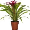 Guzmania (Guzmania 'Deseo Pink') D 12 H 45 Cm