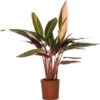 Stromanthe (Stromanthe Sanguinea 'Triostar') D 14 H 40 Cm -Groene Tuin Winkel 8717263648277 1