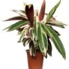 Stromanthe (Stromanthe Sanguinea 'Triostar') D 19 H 80 Cm -Groene Tuin Winkel 8717263648284