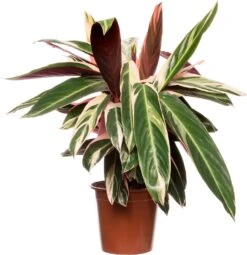 Stromanthe (Stromanthe Sanguinea 'Triostar') D 19 H 80 Cm