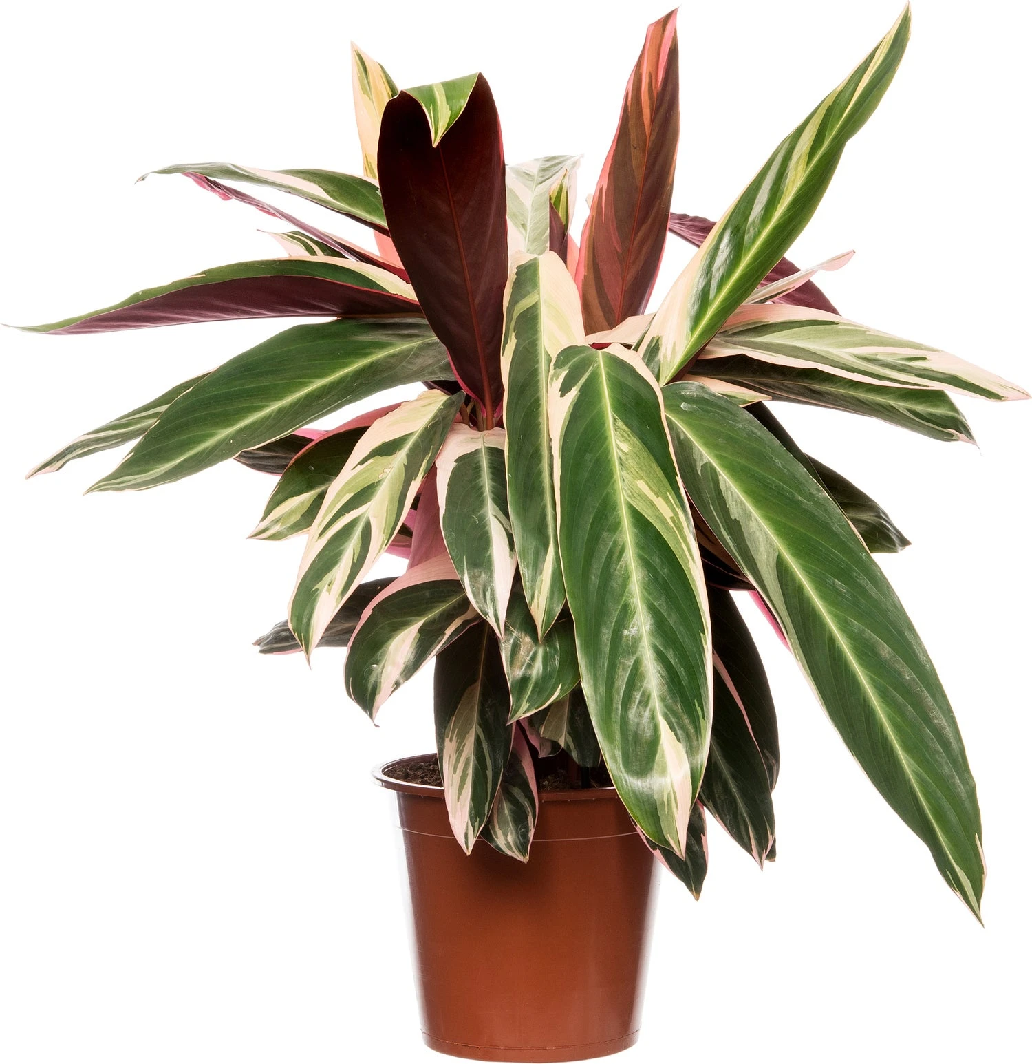 Stromanthe (Stromanthe Sanguinea 'Triostar') D 19 H 80 Cm 3 Stromanthe (Stromanthe Sanguinea 'Triostar') D 19 H 80 Cm