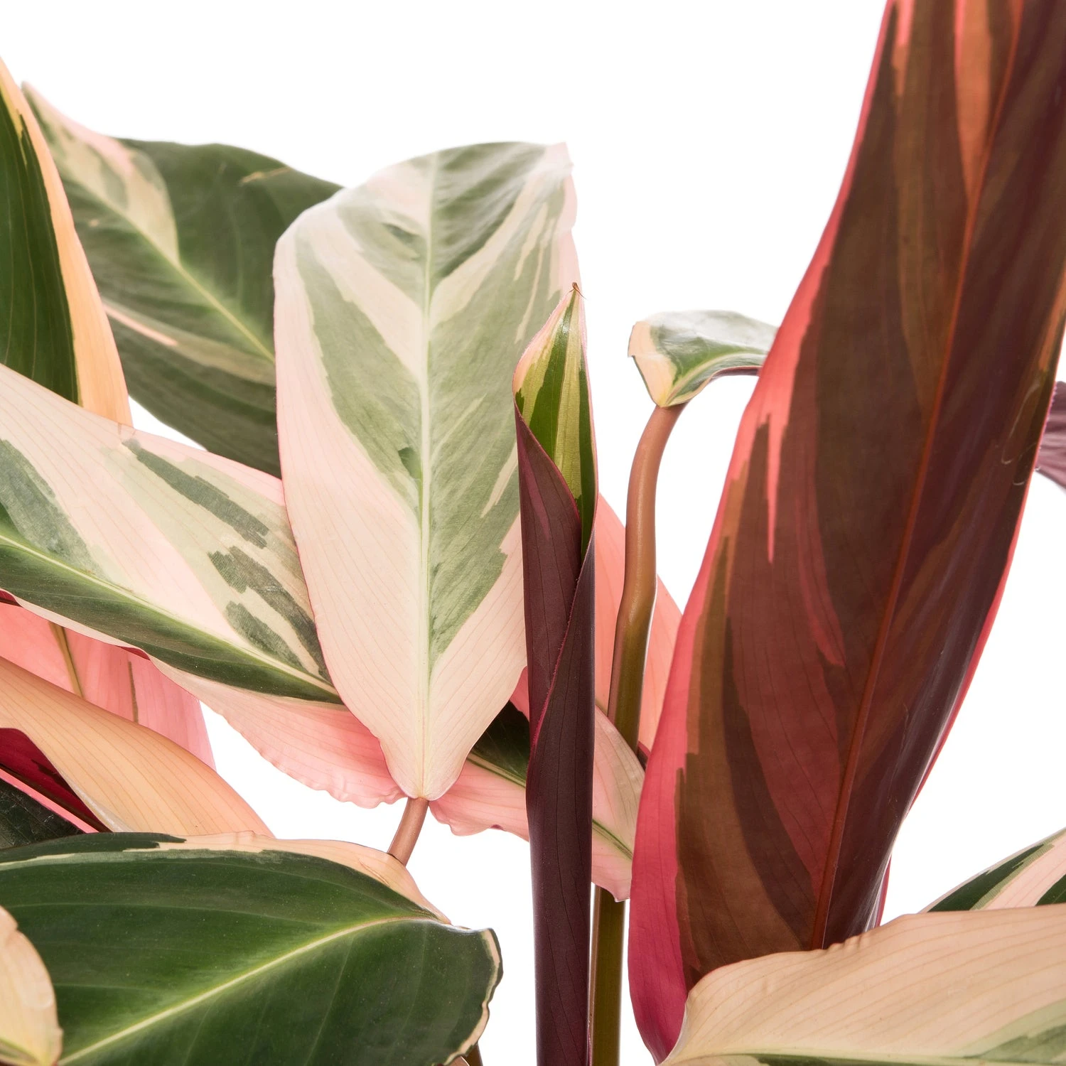 Stromanthe (Stromanthe Sanguinea 'Triostar') D 19 H 80 Cm 4 Stromanthe (Stromanthe Sanguinea 'Triostar') D 19 H 80 Cm - Afbeelding 2