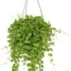 Dubbeltjesplant In Hangpot (Dischidia Nummularia) D 14 H 40 Cm -Groene Tuin Winkel 8717263649052