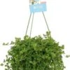 Peperomia In Hangpot (Peperomia 'Isabelle') D 14 H 30 Cm -Groene Tuin Winkel 8717263649083 1