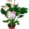 Flamingoplant (Anthurium Andreanum 'Fantasy Love') D 21 H 75 Cm 1 Flamingoplant (Anthurium Andreanum 'Fantasy Love') D 21 H 75 Cm -Groene Tuin Winkel 8717263649496 0