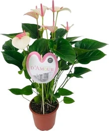 Flamingoplant (Anthurium Andreanum 'Fantasy Love') D 21 H 75 Cm