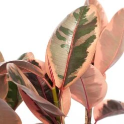 Rubberboom (Ficus Elastica 'Belize') D 27 H 90 Cm -Groene Tuin Winkel 8717263649519 2