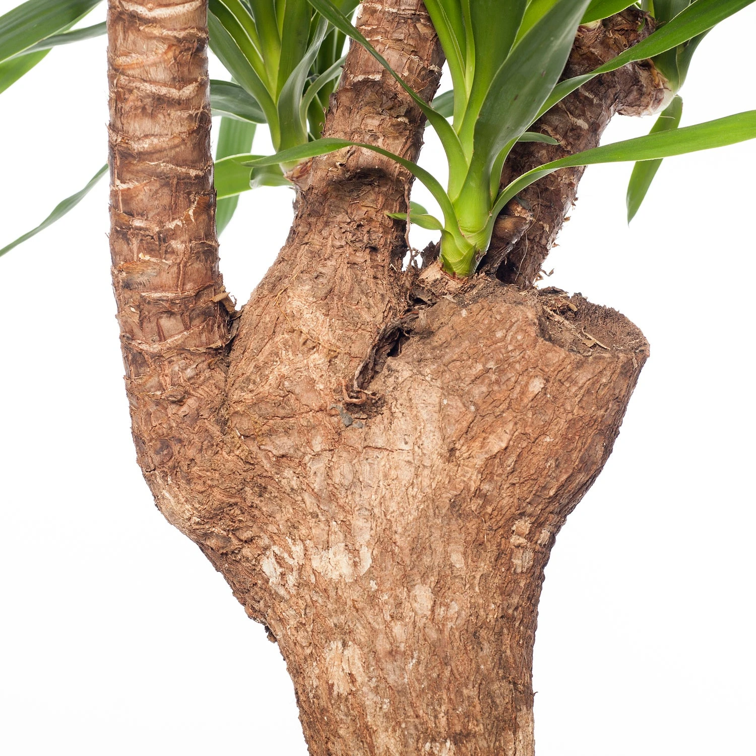 Yucca Vertakt (Yucca Elephantipes) D 27 H 110 Cm 4 Yucca Vertakt (Yucca Elephantipes) D 27 H 110 Cm - Afbeelding 2