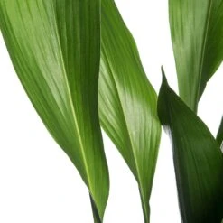 Kwartjesplant (Aspidistra Elatior) D 21 H 100 Cm -Groene Tuin Winkel 8717263650133 2