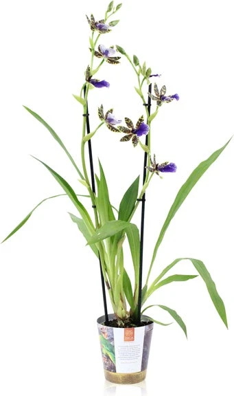 Zygopetalum (Zygopetalum 'Trozy Blue') D 12 H 45 Cm 3 Zygopetalum (Zygopetalum 'Trozy Blue') D 12 H 45 Cm