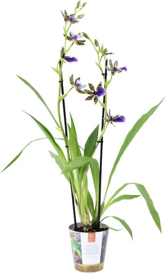 Zygopetalum (Zygopetalum 'Trozy Blue') D 12 H 45 Cm 4 Zygopetalum (Zygopetalum 'Trozy Blue') D 12 H 45 Cm - Afbeelding 2