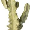 Cowboy-cactus (Euphorbia Ingens Canarias) D 26 H 70 Cm -Groene Tuin Winkel 8717263650362 0