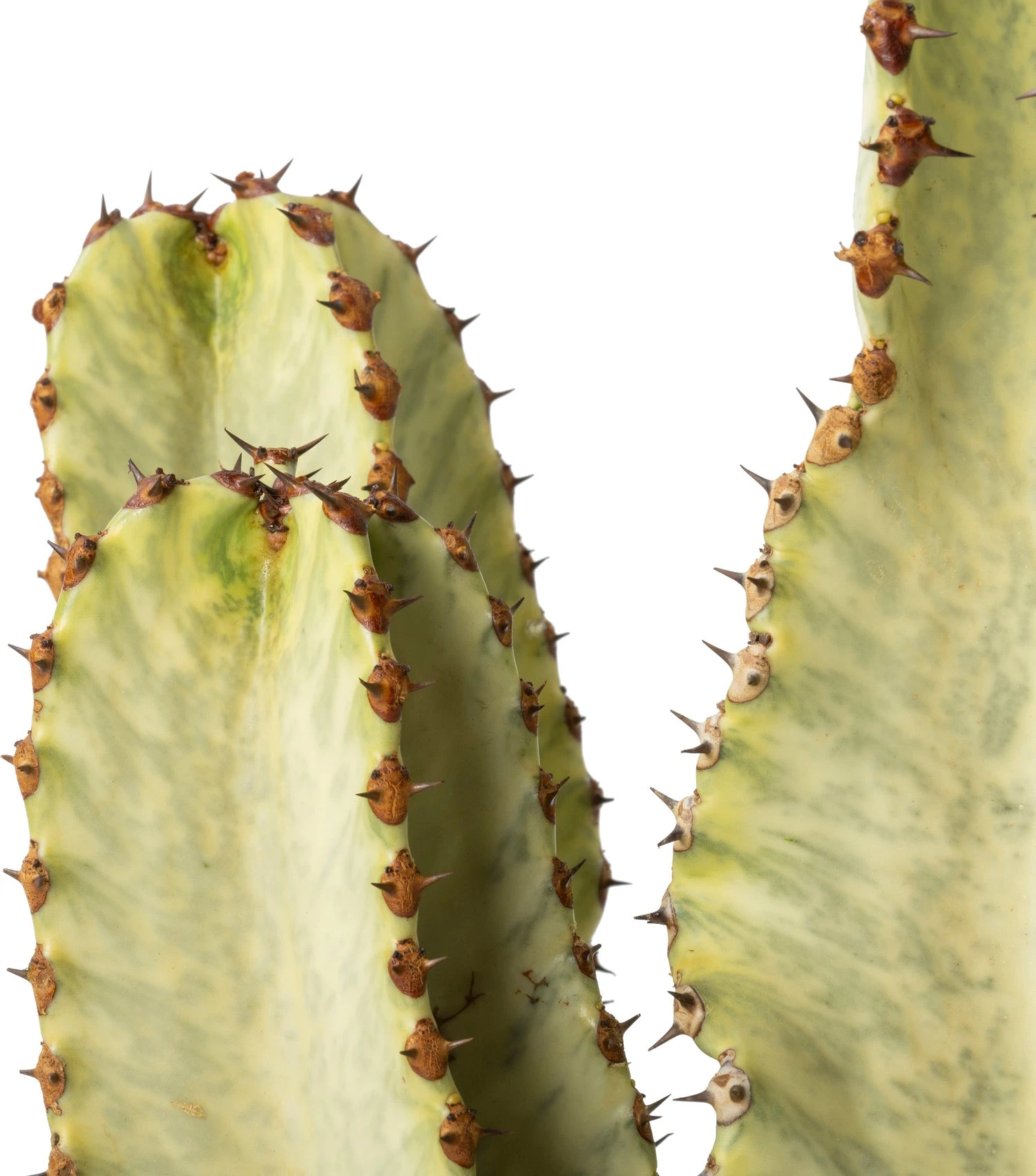 Cowboy-cactus (Euphorbia Ingens Canarias) D 26 H 70 Cm 4 Cowboy-cactus (Euphorbia Ingens Canarias) D 26 H 70 Cm - Afbeelding 2