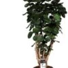 Aralia (Polyscias 'Fabian') D 21 H 90 Cm