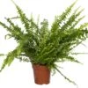 Krulvaren (Nephrolepis Exaltata 'Green Lady') D 12 H 35 Cm -Groene Tuin Winkel 8717263650805 1