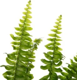 Krulvaren (Nephrolepis Exaltata 'Green Lady') D 12 H 35 Cm -Groene Tuin Winkel 8717263650805 2