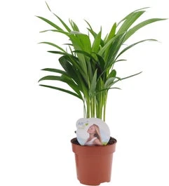 Goudpalm (Dypsis Lutescens) D 12 H 40 Cm