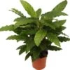 Calathea (Calathea Rufibarba 'Miroscha') D 14 H 35 Cm -Groene Tuin Winkel 8717263650850