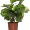 Calathea (Calathea Orbifolia) D 14 H 50 Cm -Groene Tuin Winkel 8717263650867