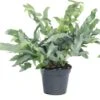 Blauwvaren (Phlebodium Aureum 'Blue Star') D 14 H 40 Cm -Groene Tuin Winkel 8717263650874 1