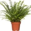Krulvaren (Nephrolepis Exaltata 'Green Lady') D 17 H 55 Cm -Groene Tuin Winkel 8717263650898 1