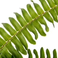 Krulvaren (Nephrolepis Exaltata 'Green Lady') D 17 H 55 Cm -Groene Tuin Winkel 8717263650898 2