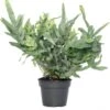 Blauwvaren (Phlebodium Aureum 'Blue Star') D 17 H 50 Cm -Groene Tuin Winkel 8717263650928 1