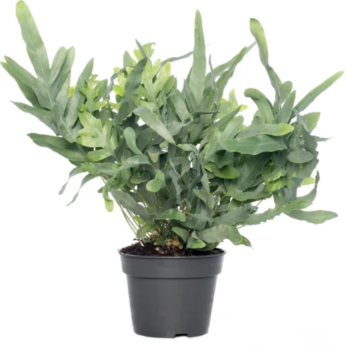 Blauwvaren (Phlebodium Aureum 'Blue Star') D 17 H 50 Cm