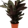 Calathea (Calathea Sanderiana 'Ornata') D 19 H 80 Cm -Groene Tuin Winkel 8717263650959 1