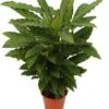 Calathea (Calathea Rufibarba 'Miroscha') D 19 H 75 Cm -Groene Tuin Winkel 8717263650973