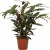 Calathea (Calathea Rufibarba) D 19 H 80 Cm 1 Calathea (Calathea Rufibarba) D 19 H 80 Cm -Groene Tuin Winkel 8717263650980