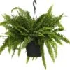 Krulvaren In Hangpot (Nephrolepis Exaltata 'Green Lady') D 20 H 60 Cm -Groene Tuin Winkel 8717263651000